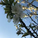 Holiday home Vacation Old Cherry Bled