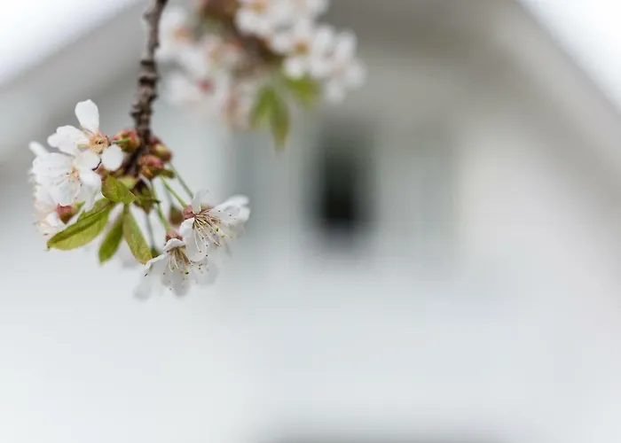 Vacation Old Cherry *