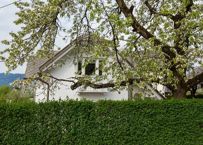 Vacation Old Cherry בלד