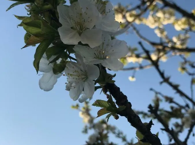 בית נופש Vacation Old Cherry בלד